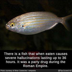 Meet your Posher, Thomas